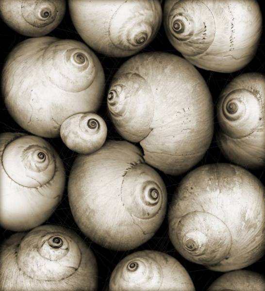 Photograph Morgan Howarth Moon Snail Shells on One Eyeland